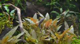 Aquarium einrichten mit Otocinclus negros sp. Paraguay