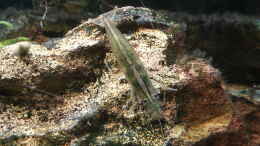 Aquarium einrichten mit Die Amanos freuen sich über die Algenreste ;D