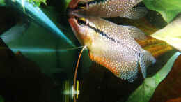 Foto mit Mosaikfadenfisch auf Futtersuche