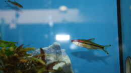 aquarium-von-fishers-friend-kunos-traum_Puntius denisonii auch bestellt im Laden