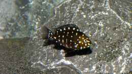 aquarium-von-baumringzaehler-tanganjika-aquarium_Tropheus Duboisi Maswa