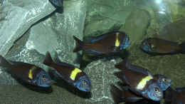aquarium-von-baumringzaehler-tanganjika-aquarium_Tropheus Duboisi Maswa