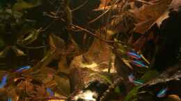 aquarium-von-naturalr-schwarzer-fluss_Seitenansicht mit Paracheirodon axelrodi