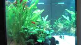 aquarium-von-h-g-wells-schnelle-uebernahme_Einblick linke Seite