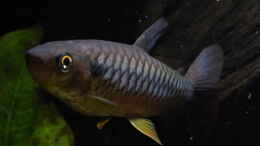 aquarium-von-blackwater-back-to-the-roots_Chalceus erythrurus