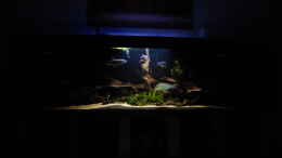 aquarium-von-blackwater-back-to-the-roots_Abenddämmerung