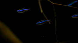 aquarium-von-thomas-s-h-suedamerikaminibiotop-aufgeloest_blauer Neon
