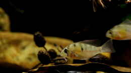 aquarium-von-thomas-s-h-suedamerikaminibiotop-aufgeloest_Bolivianischer Schmetterlingbuntbarsch