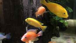 aquarium-von-vera-herrlich-becken-3215_firefish und Bellows