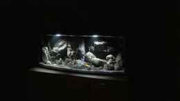 aquarium-von-dresdn3r-castle-of-malawi_Es wird langsam Nacht