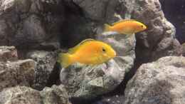 aquarium-von-dresdn3r-castle-of-malawi_Meine agilen Yellows