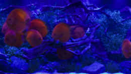 aquarium-von-diskus-direkt-1-400-liter-diskusparadies_Mondlicht