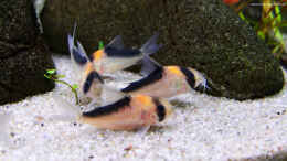 Aquarium einrichten mit Corydoras Adolfoi