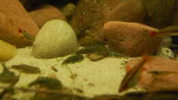 Aquarium einrichten mit Sewellia lineolata Fütterung