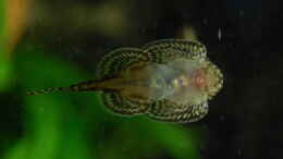 aquarium-von-madate-bachaquarium_Sewellia lineolata Männchen