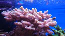 aquarium-von-wittamine-140-liter-meerwasseraquarium_Seriatopora caliendrum