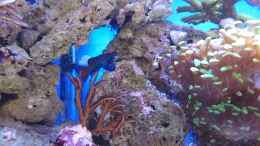 aquarium-von-wittamine-140-liter-meerwasseraquarium_Seriatopora hystrix