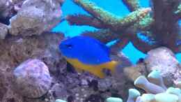 aquarium-von-wittamine-140-liter-meerwasseraquarium_Chrysiptera hemicyanea