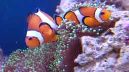 aquarium-von-wittamine-140-liter-meerwasseraquarium_Amphiprion ocellaris