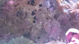 aquarium-von-wittamine-140-liter-meerwasseraquarium_Viele Röhrenwürmer
