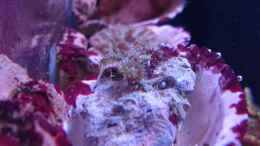 Aquarium einrichten mit Caryophyllia smithii