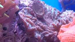 Aquarium einrichten mit Merulina ampliata