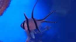 Aquarium einrichten mit Pterapogon kauderni