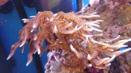 Aquarium einrichten mit Seriatopora hystrix