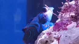 Aquarium einrichten mit Synchiropus splendidus