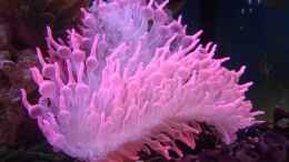 aquarium-von-wittamine-140-liter-meerwasseraquarium_Entacmaea quadricolor