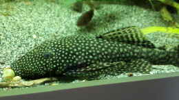 aquarium-von-sascha-m-k--das-grosse_Ancistrus ssp. & Corydoras aeneus 