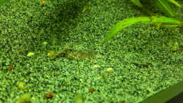aquarium-von-sascha-m-k--das-grosse_Bunocephalus coracoideus 