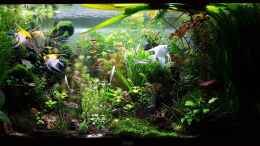 aquarium-von-sebastian-hartmann-gaja_Becken am 05.09.2016