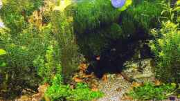 aquarium-von-odin-68-mein-kleines-amazonas-scape_