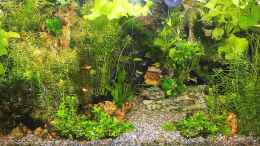 aquarium-von-odin-68-mein-kleines-amazonas-scape_