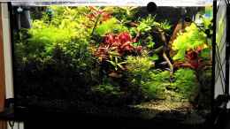 aquarium-von-odin-68-mein-kleines-amazonas-scape_Das kleine Amazonas Scape zur Abenddämmerung 