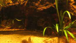 aquarium-von-fishfan-irgendwo-im-amazonas_