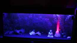 aquarium-von-chaos-master-350l-gesellschaftsbecken_Nacht Beleuchtung