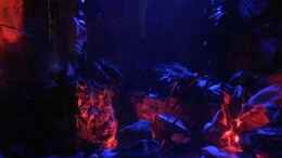 aquarium-von-christian-wiederanders-juwel-trigon-190-malavi-cw_