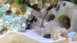 aquarium-von-similis-tanganjika-becken-nur-noch-als-beispiel_Feenbarsch - Neolamprologus bricardi auch Prinzessin von bur