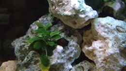 aquarium-von-similis-tanganjika-becken-nur-noch-als-beispiel_eine von 4 Tiegerrennschnecken