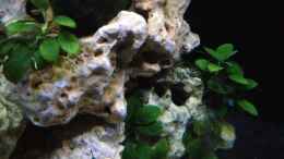 aquarium-von-similis-tanganjika-becken-nur-noch-als-beispiel_noch ein Jungfisch von Julidochromis marlieri