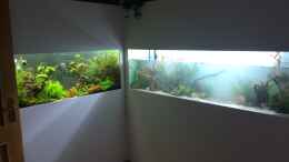 aquarium-von-der-renner-raumteiler-400l_Gesamtansicht wo beide Becken zu sehen sind 