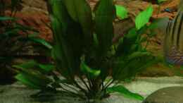 Foto mit Echinodorus osiris/Rötliche Amazonas-Schwertpflanze