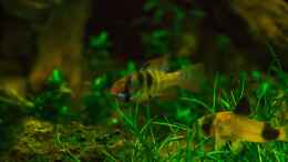 aquarium-von-markdoe-lido-120-weiss_Schmetterlingsbuntbarsch Männchen
