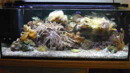 aquarium-von-red--juergen--nautilus_