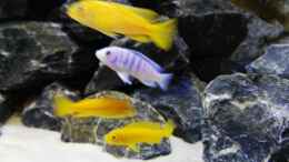 aquarium-von-max-v--malawi-mbuna_Vorne: Pseudotropheus Saulosi Hinten: Labidochromis Chisumul