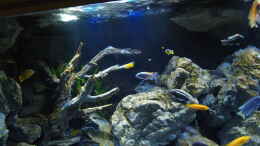 aquarium-von-malawinator-becken-32316_