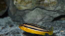aquarium-von-malawinator-becken-32316_ Melanochromis auratus 