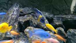 aquarium-von-malawi91-aulonocarareef_Aulonocara Maulana - Pseudotropheus Callainos Bright Blue